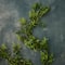 6ft. Dark Green Boxwood Garland by Ashland®